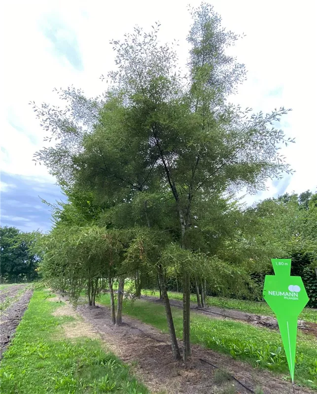 Alnus glutinosa 'Imperialis'