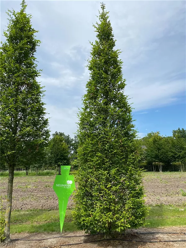 Carpinus betulus 'Fastigiata'