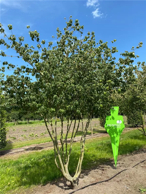 Cornus kousa chinensis