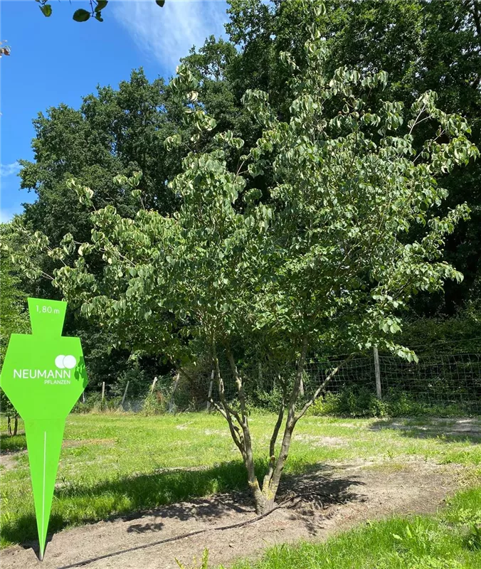 Cornus kousa chinensis