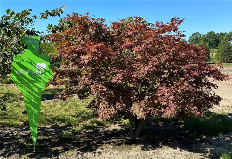 Acer palmatum 'Atropurpureum'