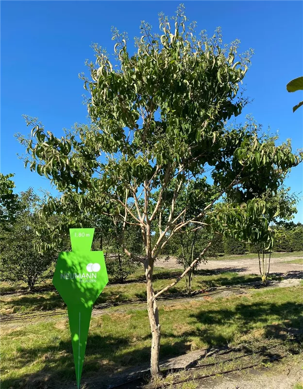 Heptacodium miconioides