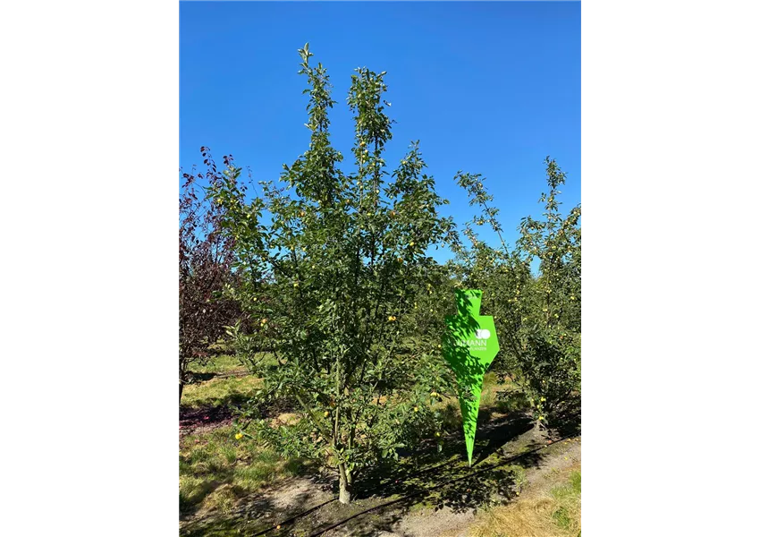 Zierapfel 'Butterball'