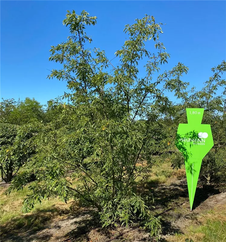Malus toringo sargentii 'Veredlung'