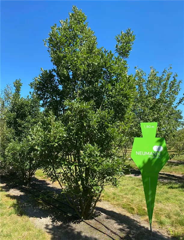 Crataegus lavallei 'Carrierei'