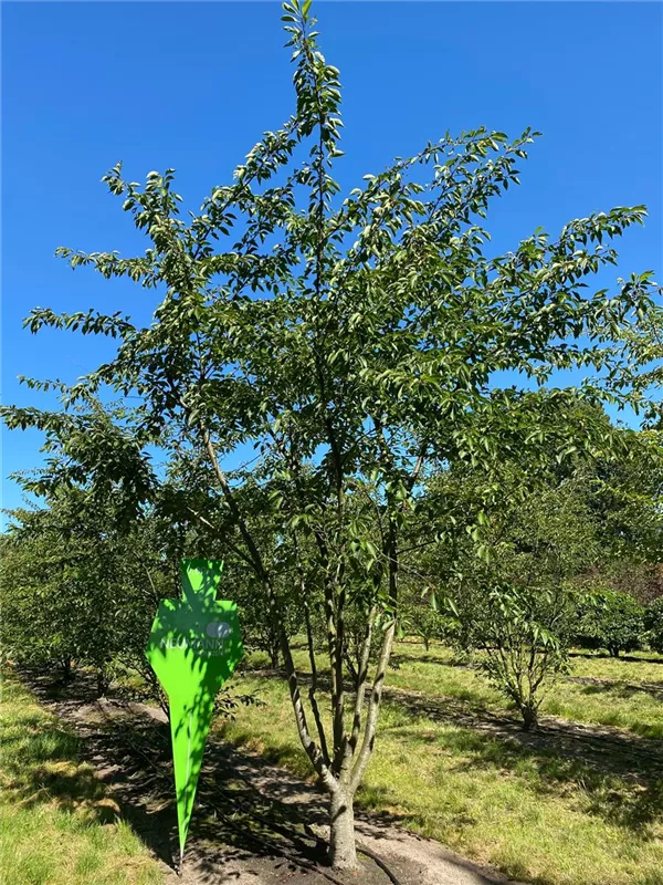 Prunus yedoensis