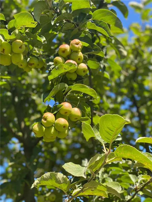 Malus 'Evereste' -R-