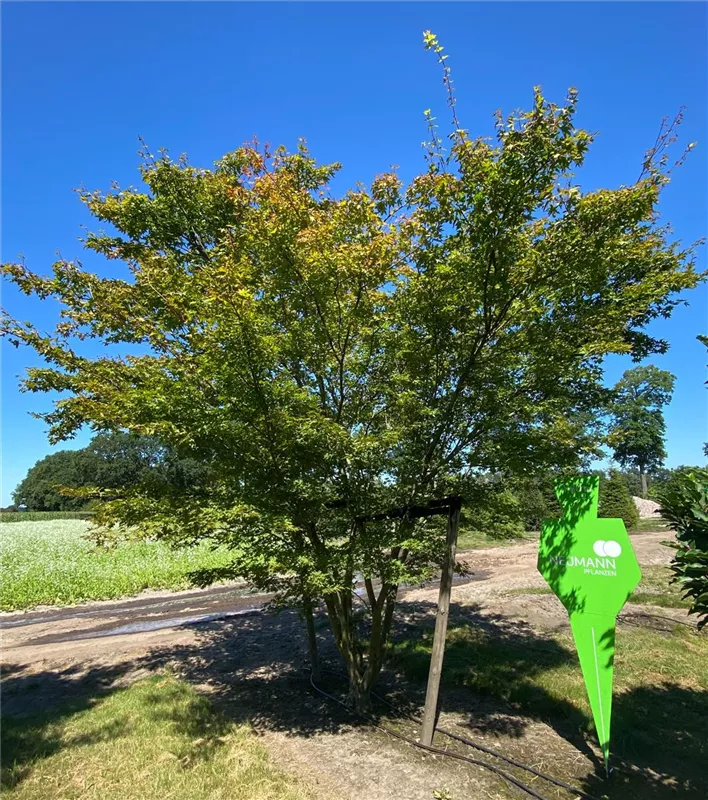 Acer palmatum