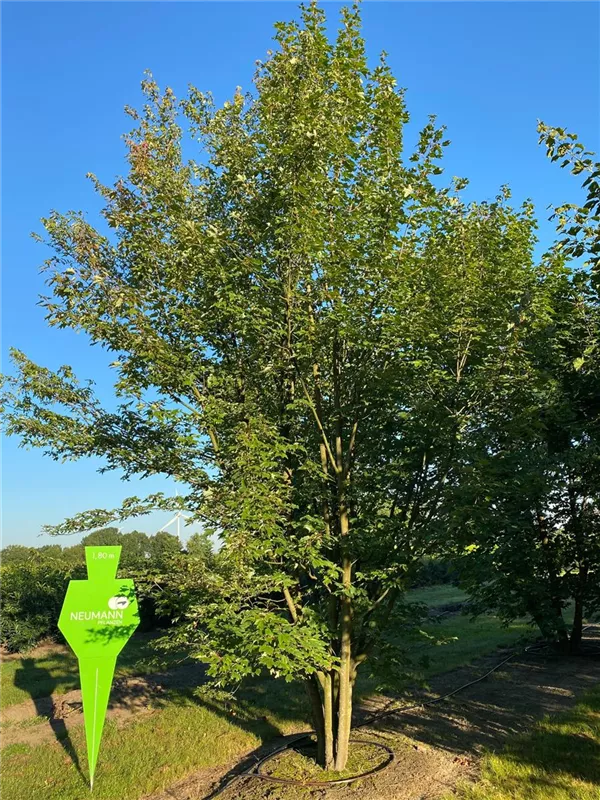 Acer rubrum