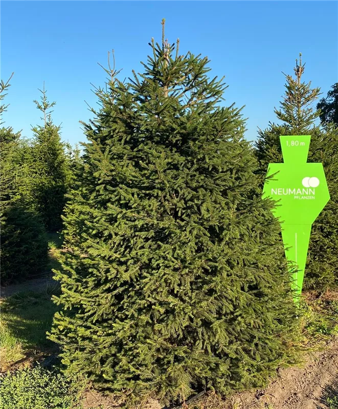 Picea abies