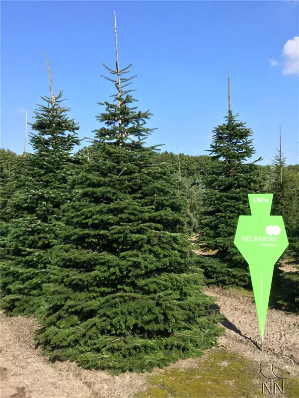 Abies nordmanniana