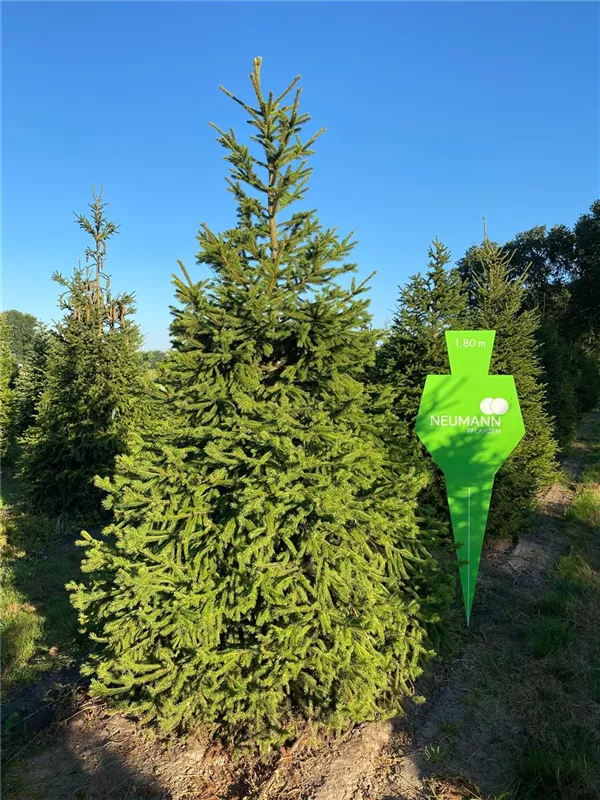 Picea abies