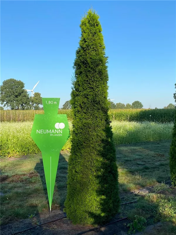 Thuja occidentalis 'Smaragd'