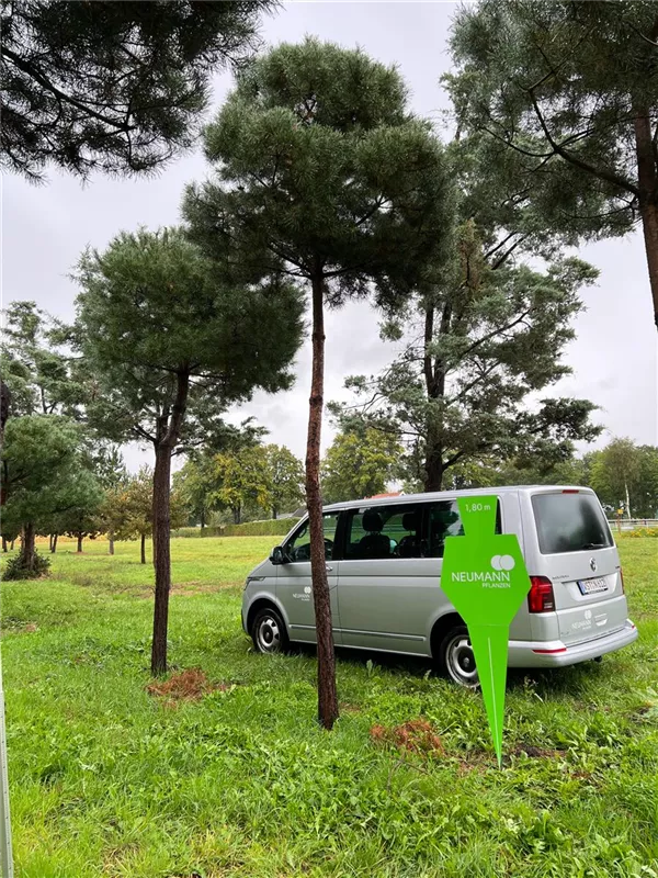 Pinus sylvestris