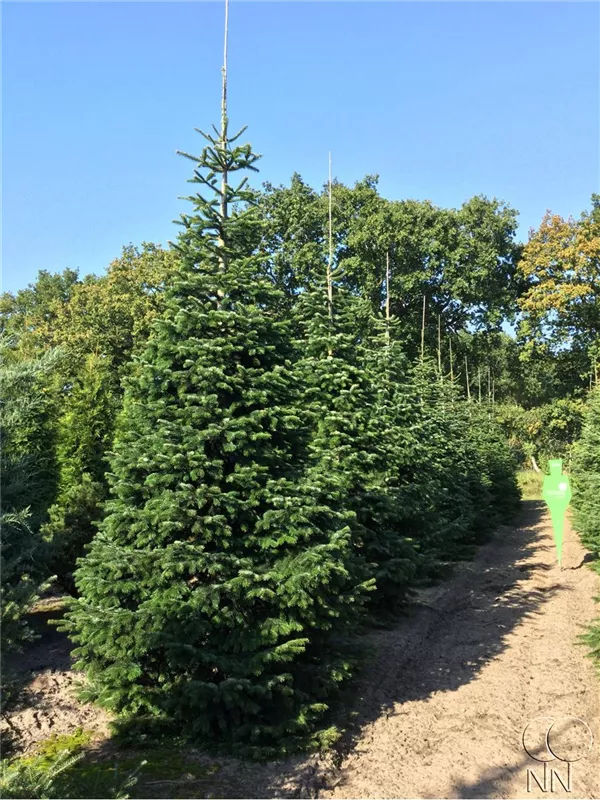 Abies nordmanniana