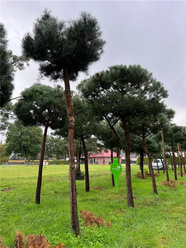 Pinus sylvestris