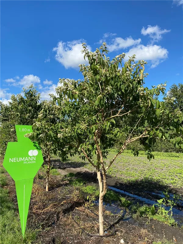 Heptacodium miconioides