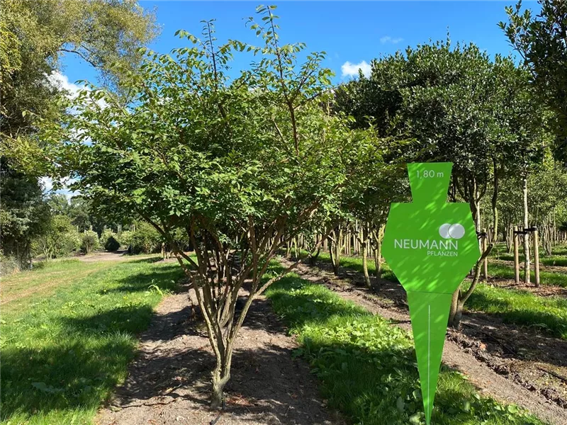 Euonymus alatus