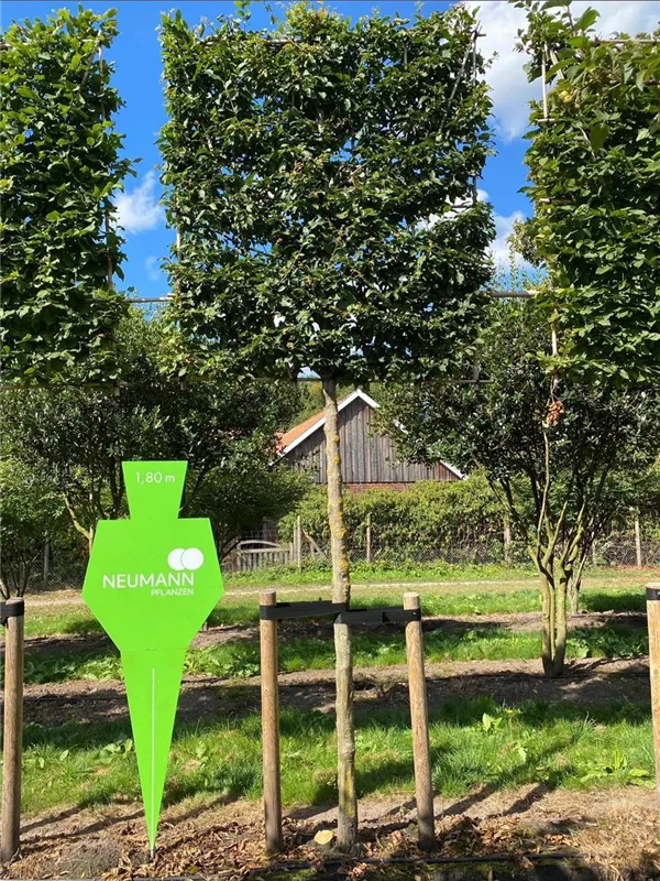 Carpinus betulus