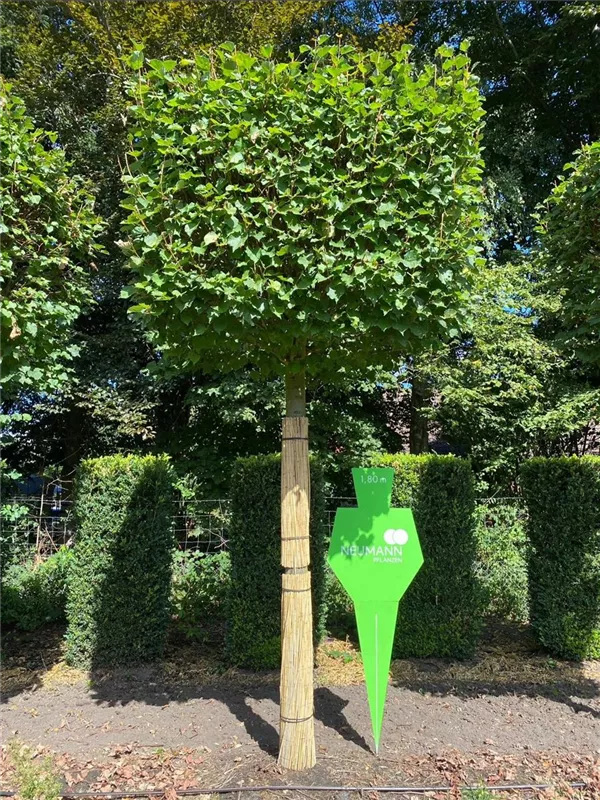 Tilia cordata 'Rancho'