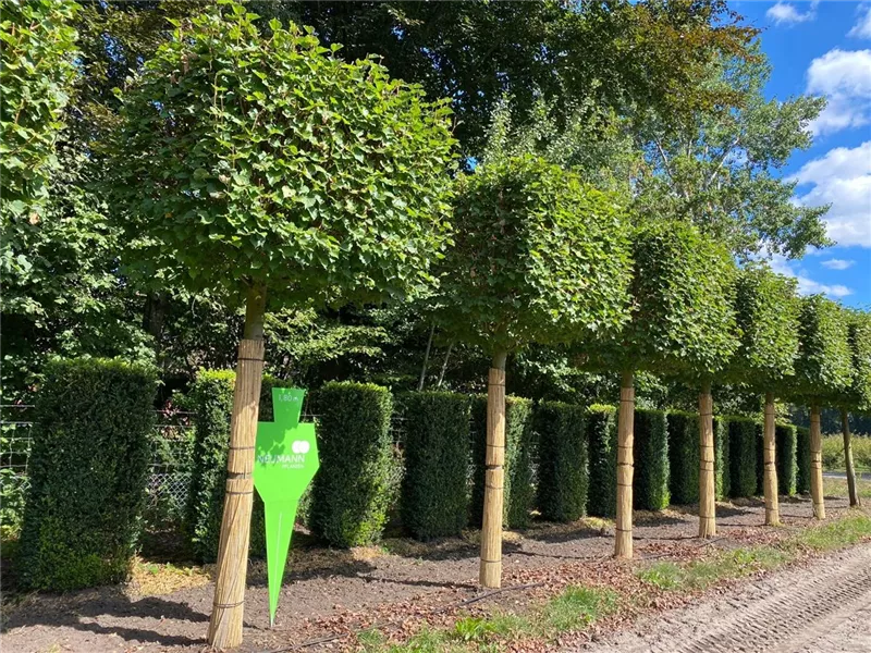 Tilia cordata 'Rancho'