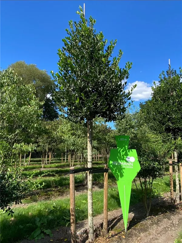 Ilex mutchagara 'Nellie R.Stevens'