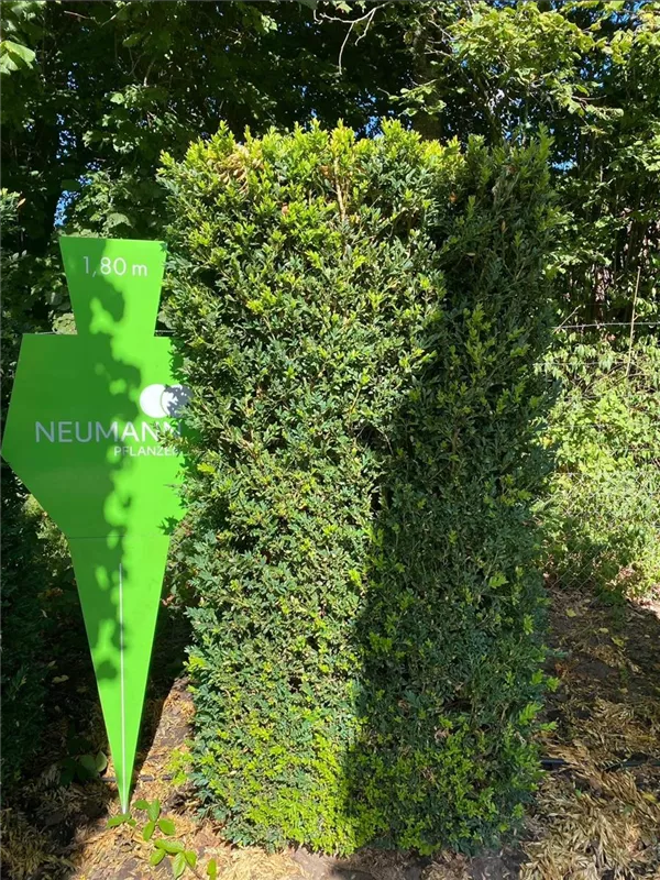 Buxus sempervirens 'Raket'