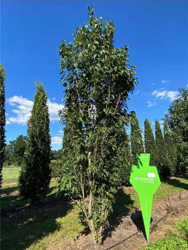 Prunus subhirtella 'Accolade'