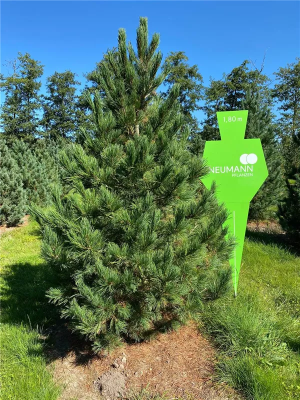Pinus cembra