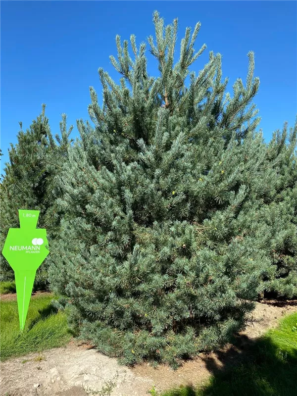 Pinus sylvestris 'Norske Typ'