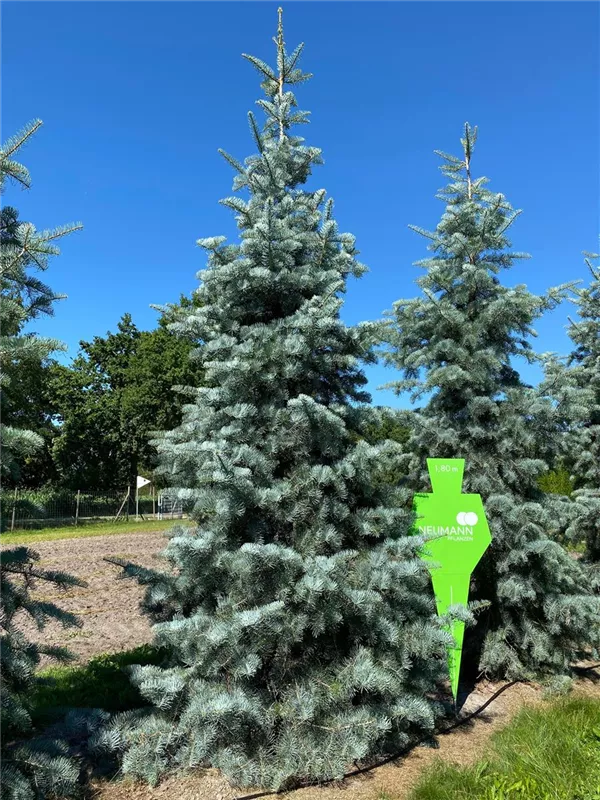 Abies concolor