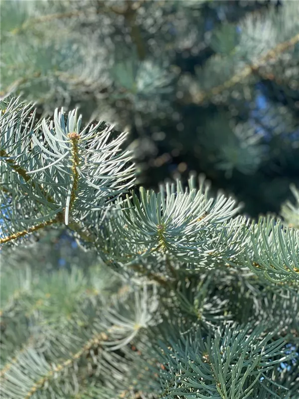 Abies concolor