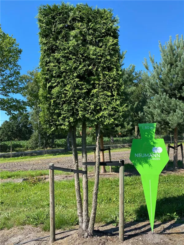 Thuja occidentalis 'Brabant'