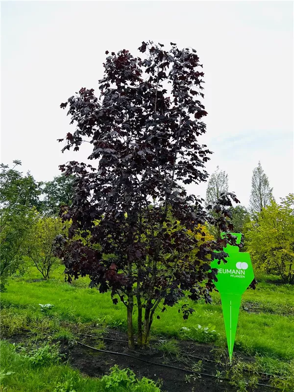 Acer platanoides 'Royal Red'
