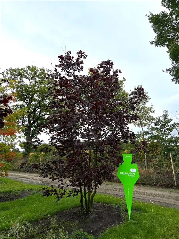 Acer platanoides 'Royal Red'