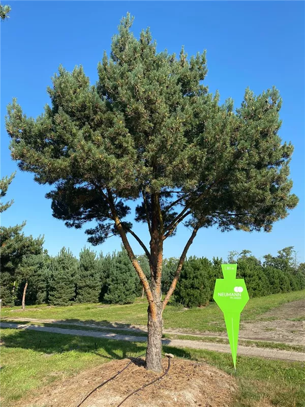 Pinus sylvestris 'Norske Typ'