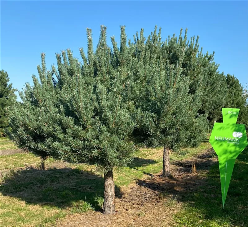 Pinus sylvestris