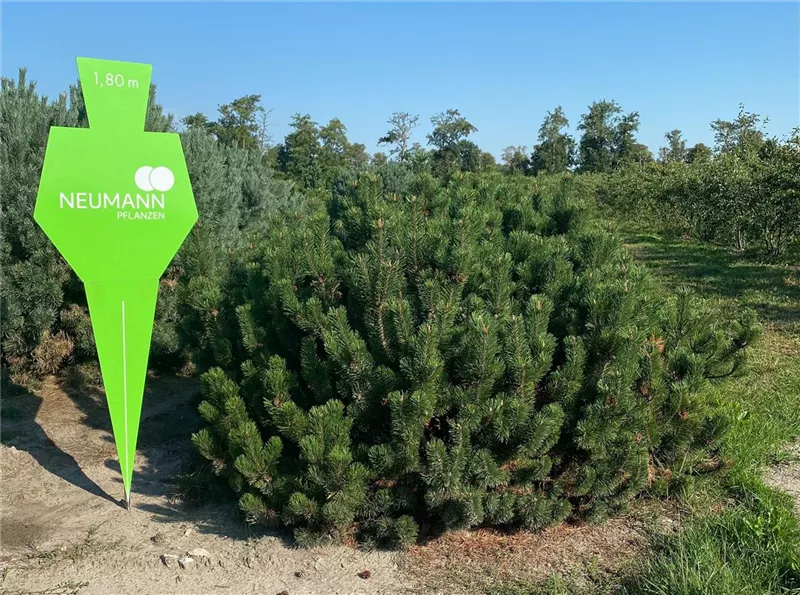 Pinus mugo pumilio
