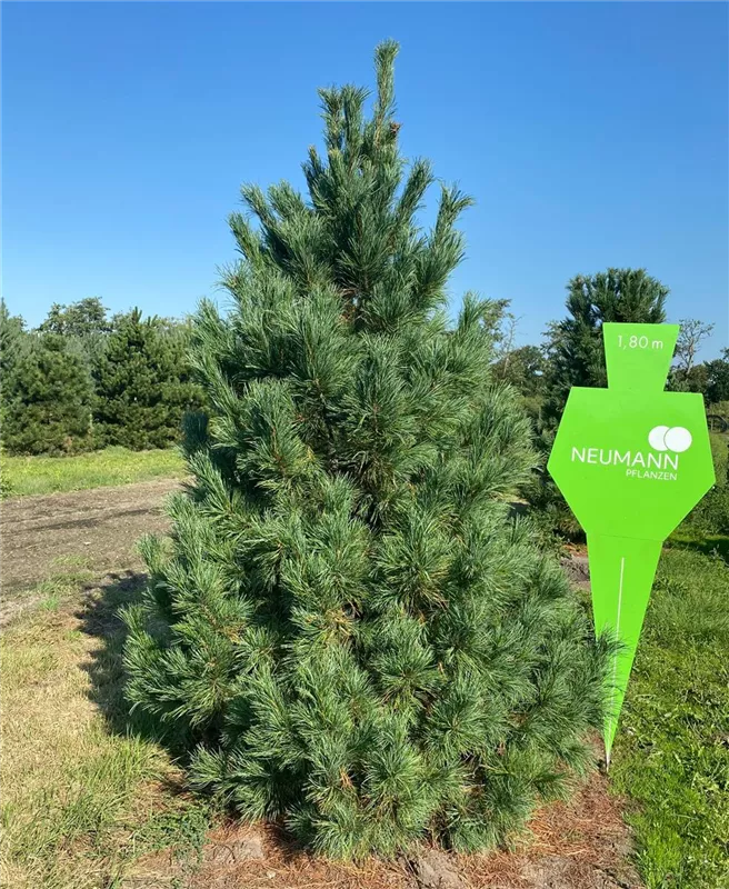 Pinus cembra
