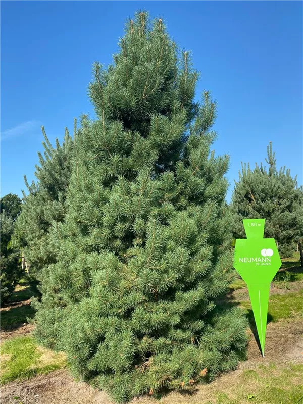 Pinus sylvestris