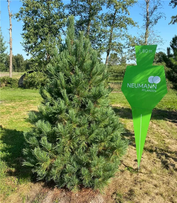 Pinus cembra