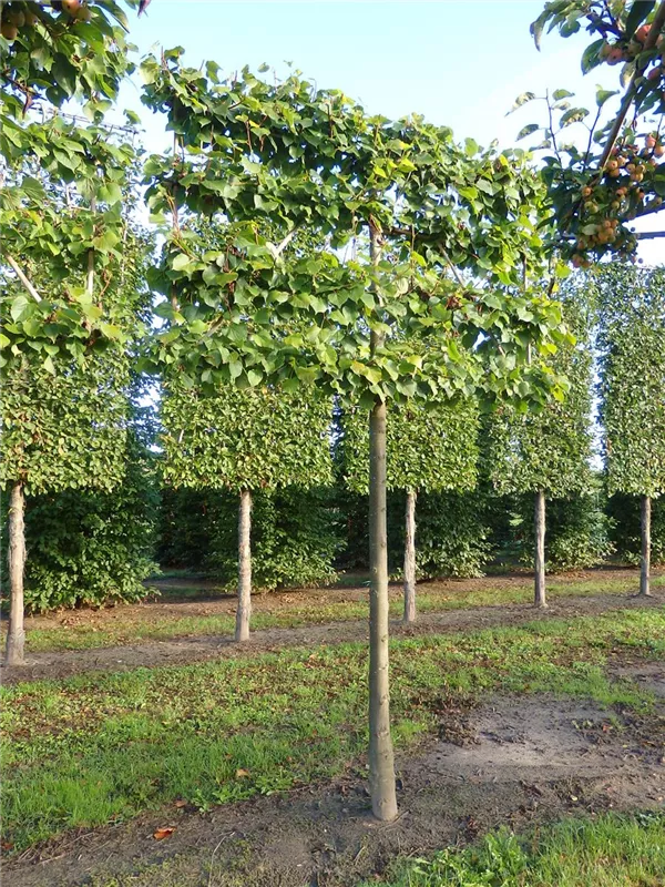 Tilia europaea 'Pallida'