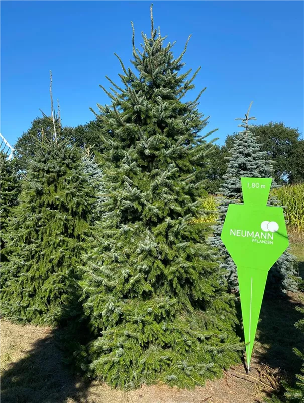 Picea omorika