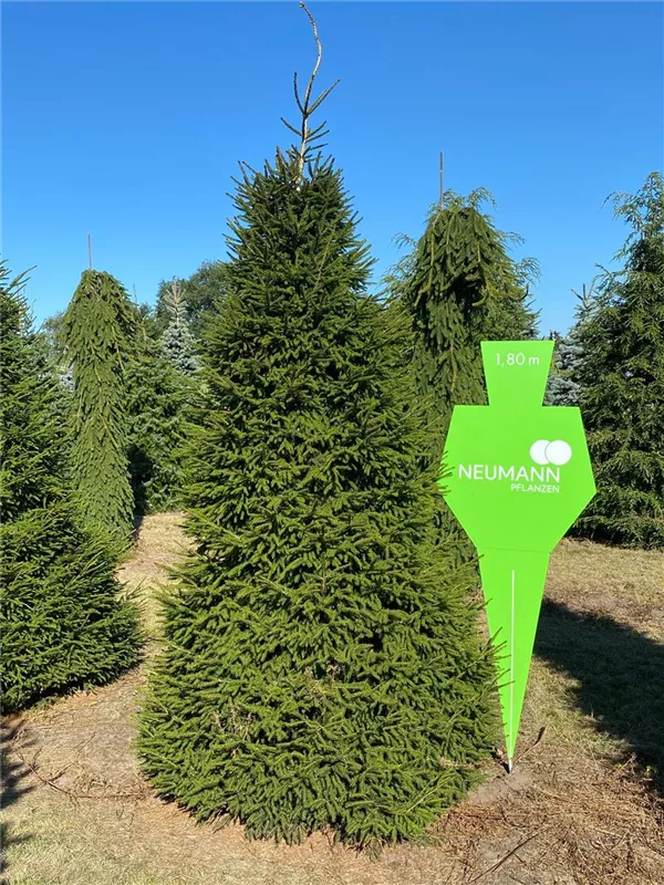Picea abies