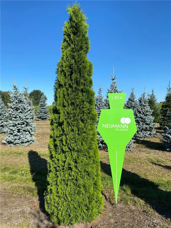 Thuja occidentalis 'Smaragd'