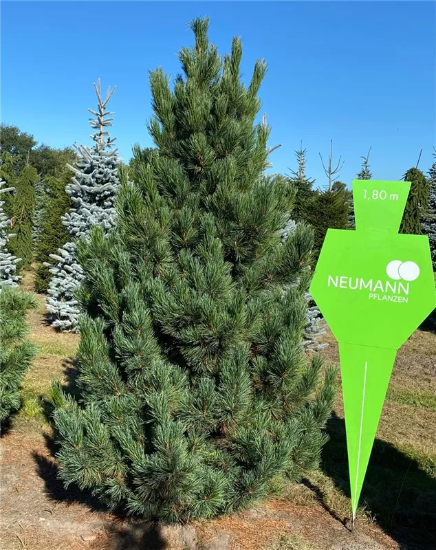 Pinus cembra