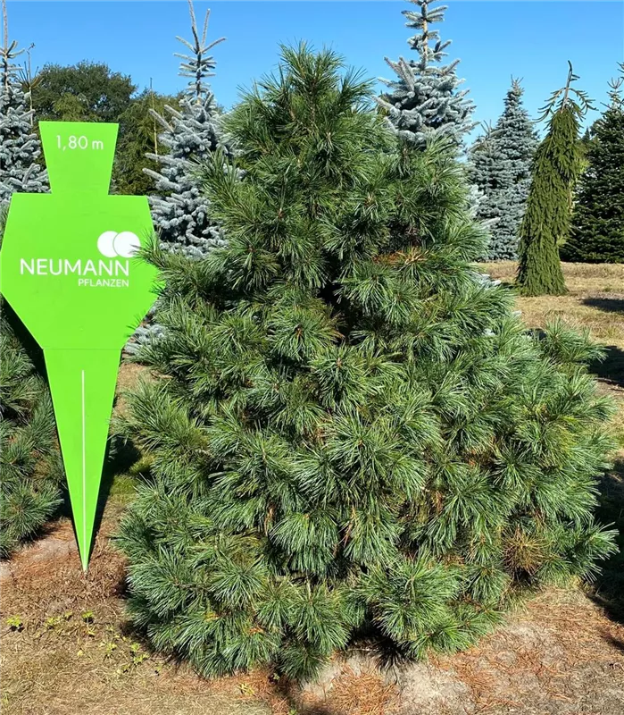 Pinus cembra