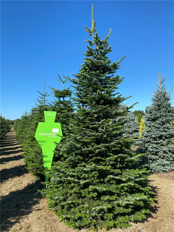 Abies nordmanniana