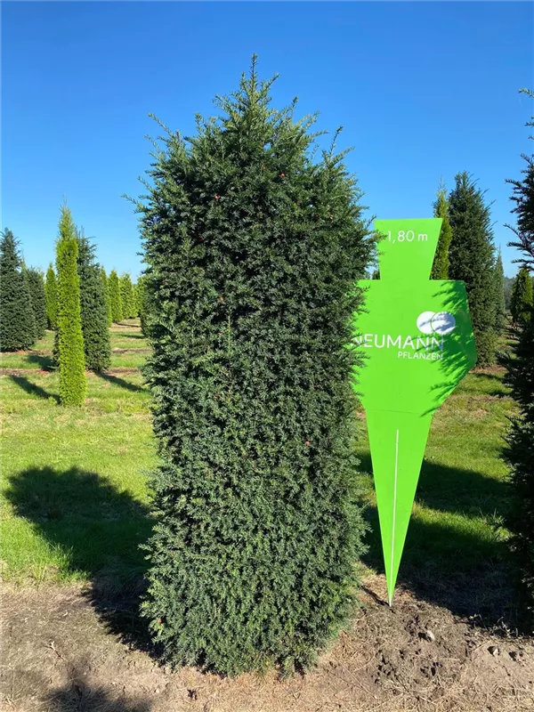 Taxus baccata