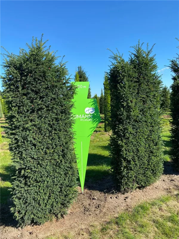 Taxus baccata